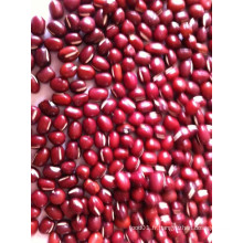 25kgs Qualité supérieure à vendre Mung Bean